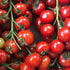Tomato Gardener's Delight Seeds